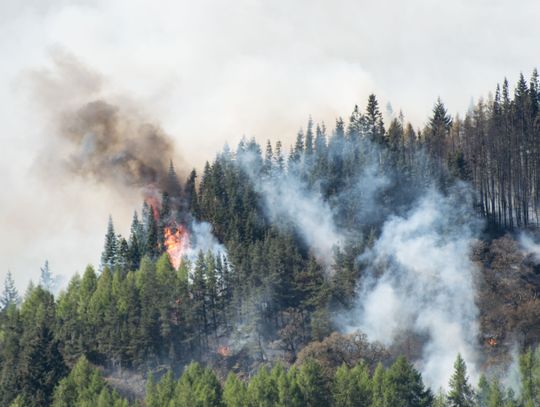Alert RCB: Duże zagrożenie pożarowe lasów. Służby apelują o ostrożność