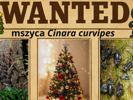 Choinka z niespodzianką. Jeśli ją masz na choince, zawiadom PAN