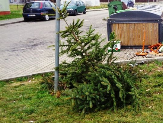 Co zrobić z choinką?