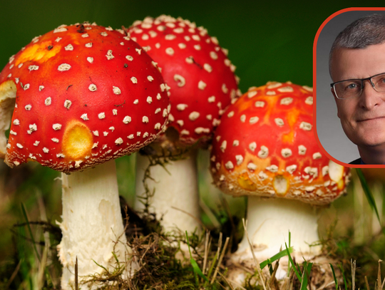 Czerwone muchomory wciąż kuszą. Chętnych na nie nie brakuje