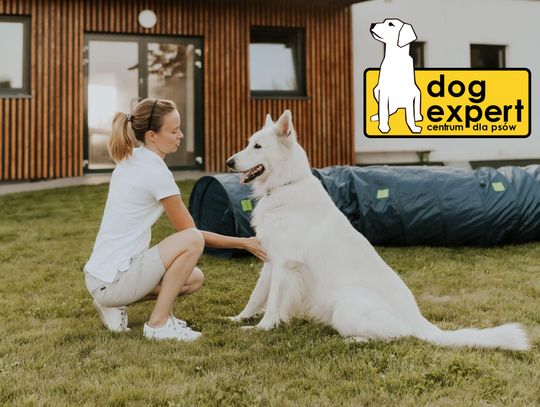 DogExpert - miejsce, w którym psy czują się jak w domu
