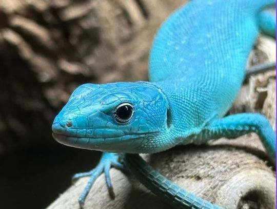 Egzotyczne zwierzęta z całego świata zawitają do Nysy!