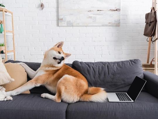 Hotel dla psów Opole – jak wybrać najlepsze miejsce dla swojego pupila