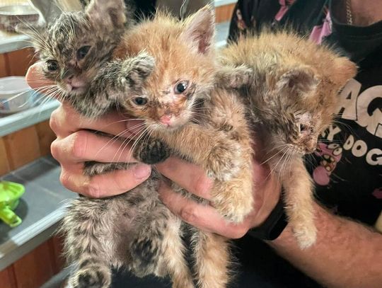 Kolejny przykład BESTIALSTWA! Kotki wyrzucone na przystanku w reklamówce