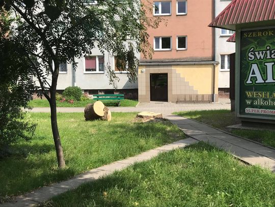 Komu przeszkadzało drzewo?