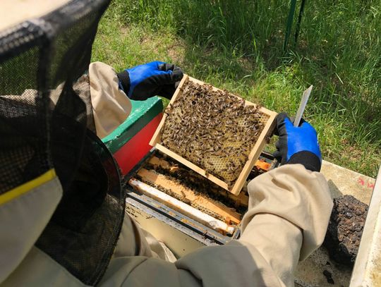 Królowe na terenie Bioagry