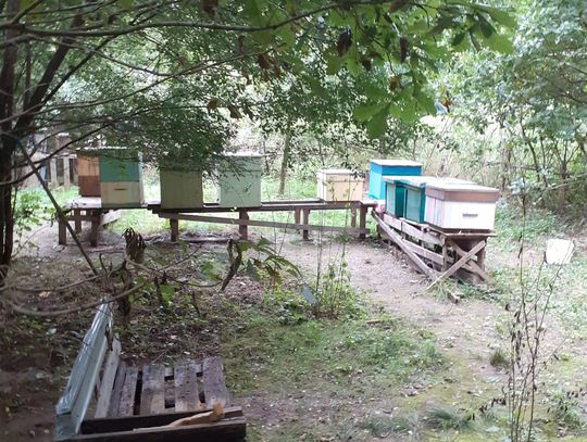 Ktoś otruł całą pasiekę. Wysoka nagroda za wskazanie sprawcy