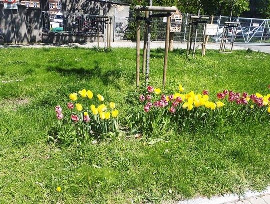 Mężczyzna zakosił tulipany sprzed urzędu