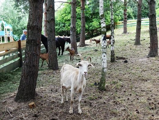 Mini zoo odwiedzają całe rodziny!