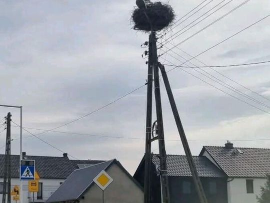 Nietypowa akcja ratunkowa. Stawką było życie bociana