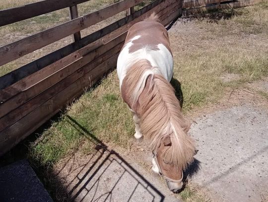 Nowa mieszkanka nyskiego mini zoo!
