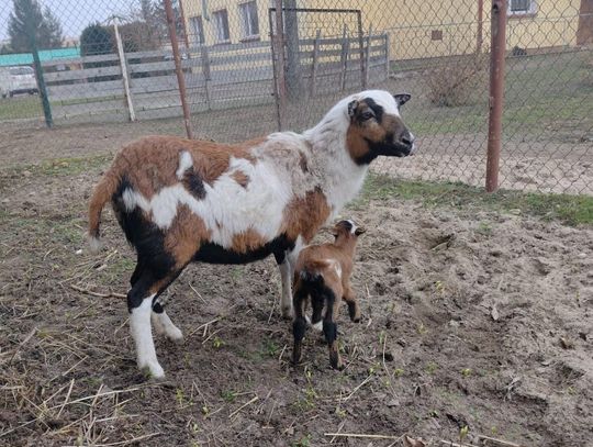 Nowa mieszkanka nyskiego Mini ZOO!