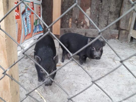 Nowi uroczy mieszkańcy nyskiego mini zoo