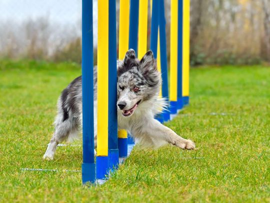 Nyska Agility Cup 2026 już w ten weekend. Trzy dni sportowych emocji i psiej rywalizacji