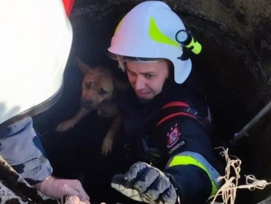 Piesek wpadł do studni. Strażacy ruszyli na pomoc