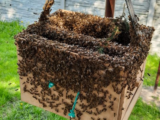 Rój pszczół na Rynku w Otmuchowie. Interweniowali strażacy