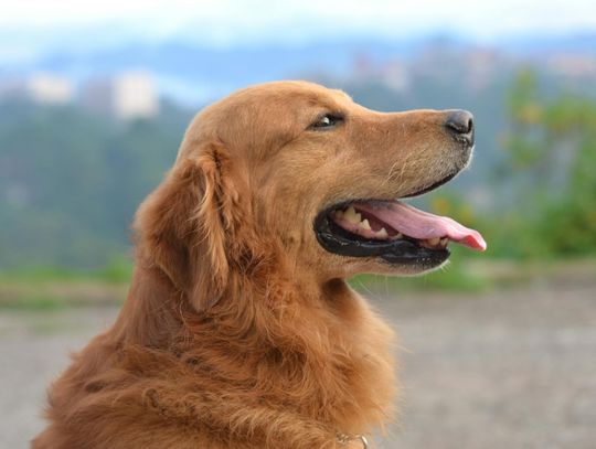Szczepienia u psów i kotów – dlaczego są tak ważne dla zdrowia zwierząt Szczepienia u psów i kotów – dlaczego są tak ważne dla zdrowia zwierząt