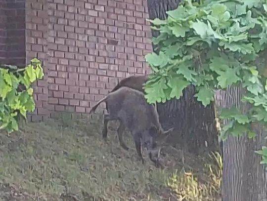 Uwaga! Dziki na terenie Nysy