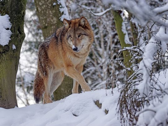 Wilki pojawiły się w Gminie Nysa