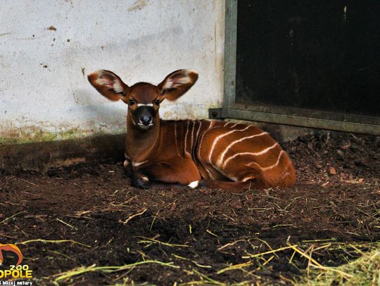 Wyjątkowe wyróżnienie opolskiego Zoo!