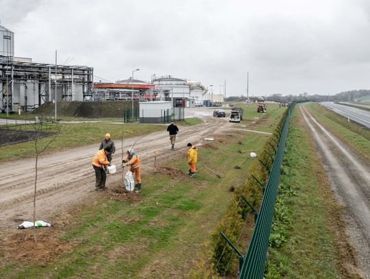 Z ekologią za pan brat. Bioagra znów prowadzi duże nasadzenia drzew