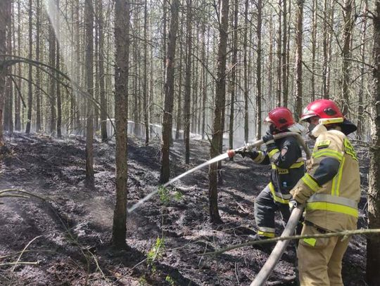 Zagrożenie w całej Polsce. Lasy mogą zapłonąć