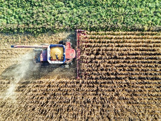 Zalety stosowania nawozów naturalnych Zalety stosowania nawozów naturalnych