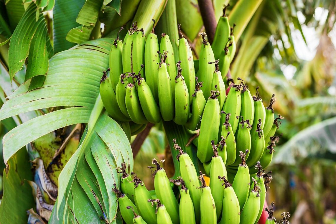 Bananowiec na Placu Kopernika