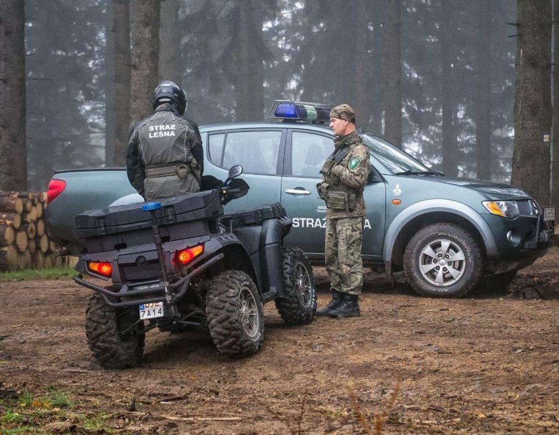 Jedziesz autem na grzyby? Uważaj, w lasach ruszają kontrole