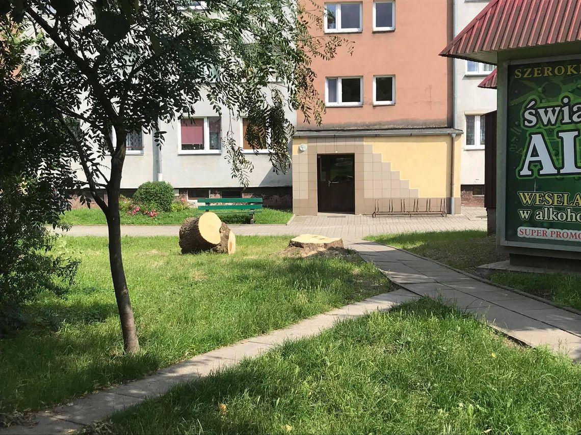 Komu przeszkadzało drzewo?