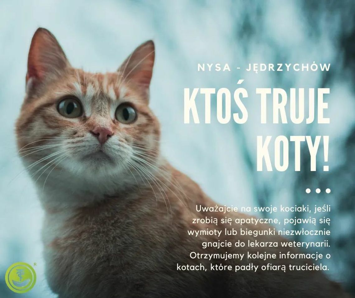 Ktoś truje koty!