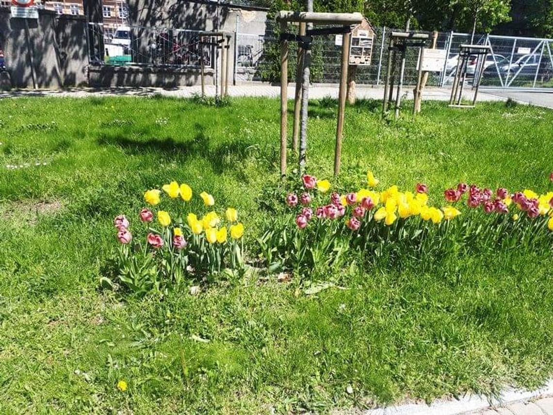 Mężczyzna zakosił tulipany sprzed urzędu