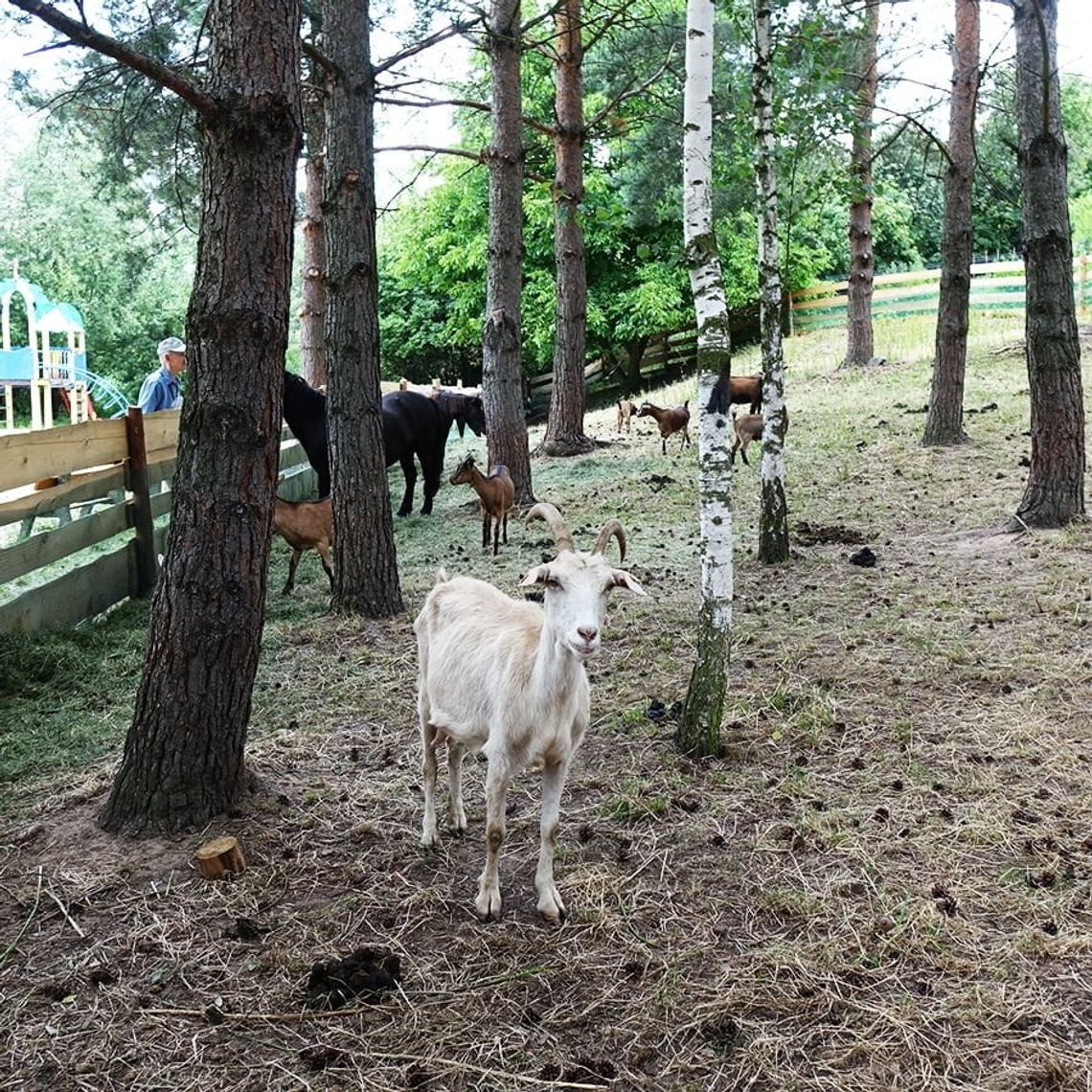 Mini zoo odwiedzają całe rodziny!