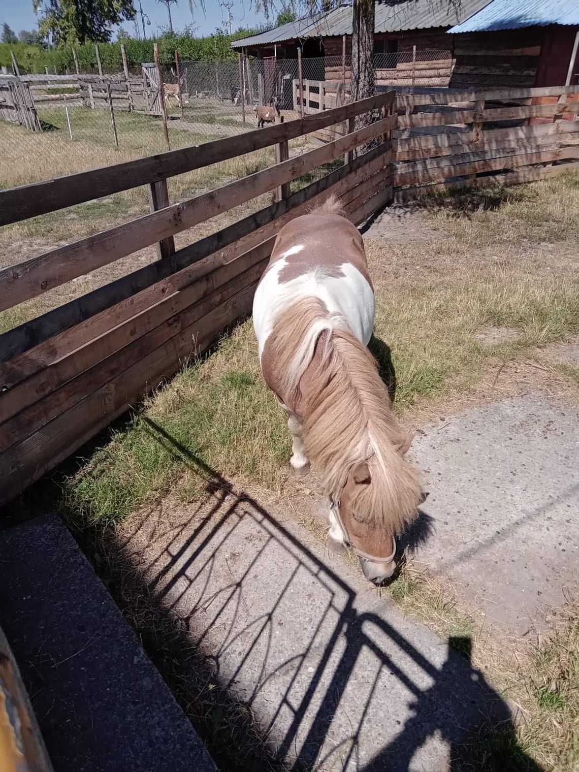 Nowa mieszkanka nyskiego mini zoo!