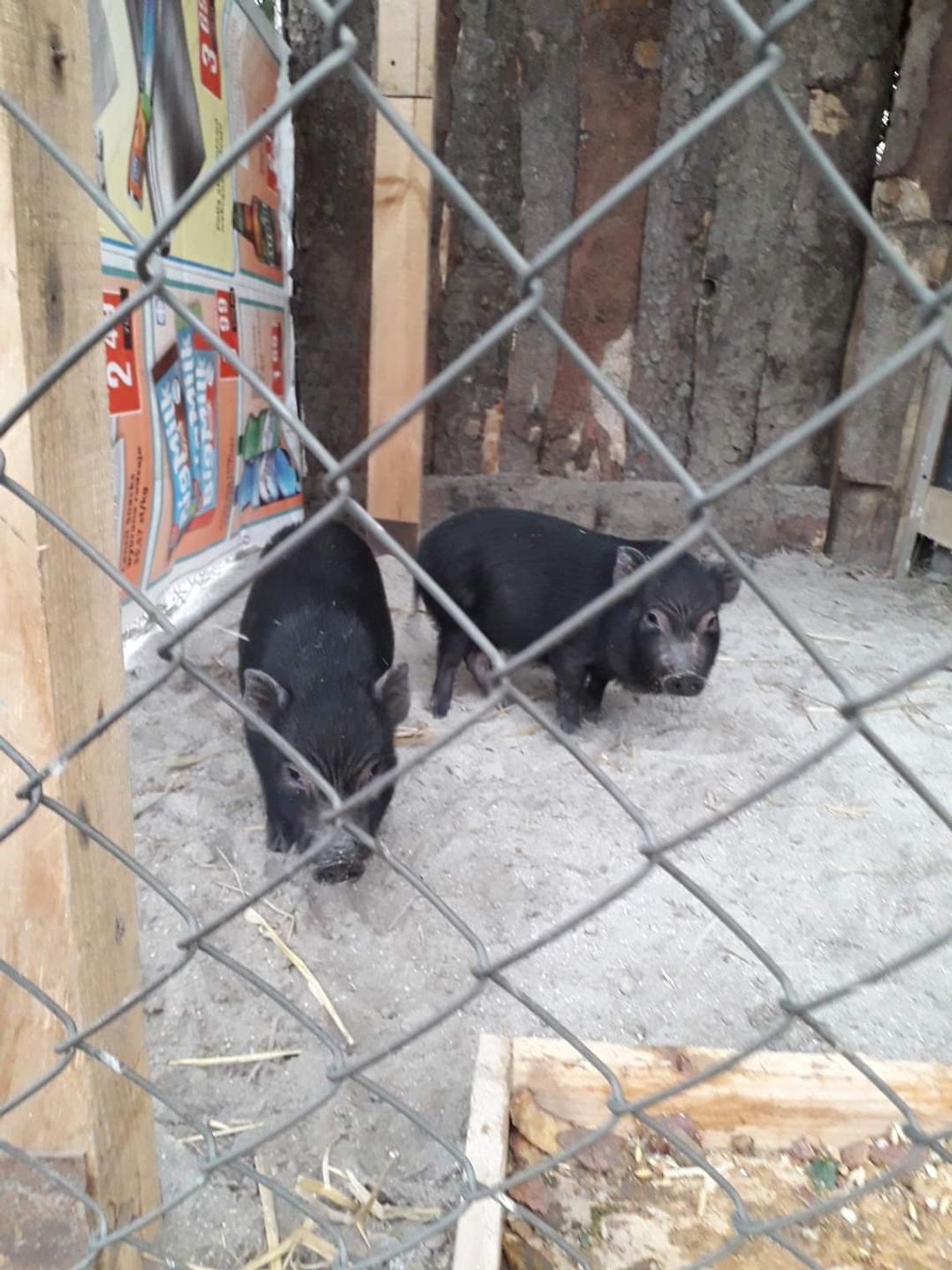 Nowi uroczy mieszkańcy nyskiego mini zoo