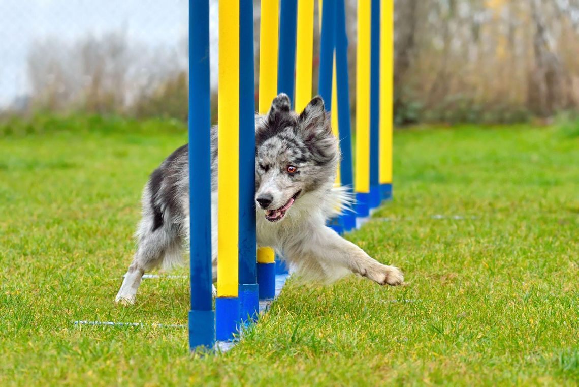 Nyska Agility Cup 2026 już w ten weekend. Trzy dni sportowych emocji i psiej rywalizacji Nyska Agility Cup 2026 już w ten weekend. Trzy dni sportowych emocji i psiej rywalizacji