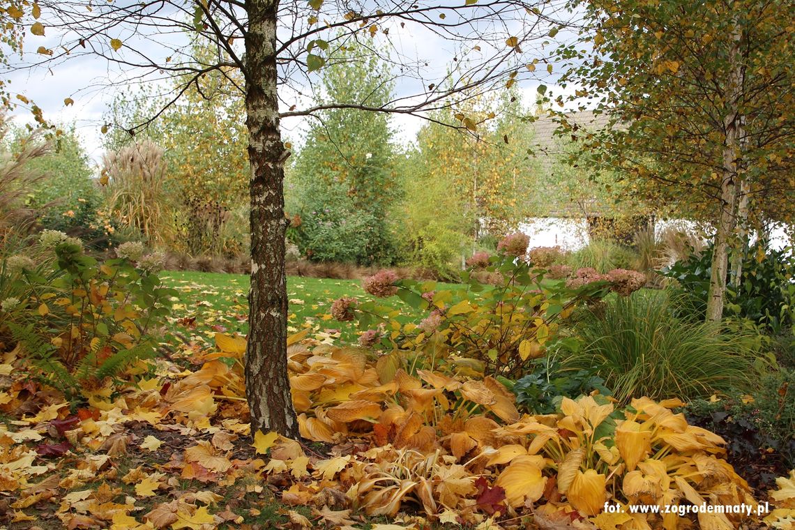 Przygotowania do jesieni w ogrodzie - czy warto grabić liście? Przygotowania do jesieni w ogrodzie - czy warto grabić liście?