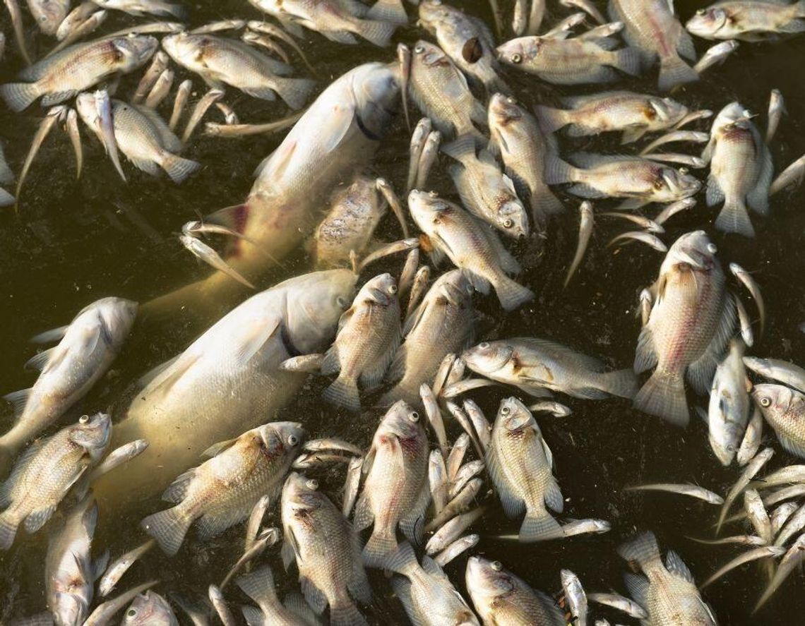 Ryby duszą się w rzekach i stawach. Pogoda sprzyjają przydusze