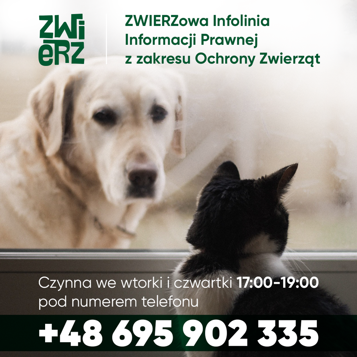 Sprawdź, jak możesz pomóc zwierzętom