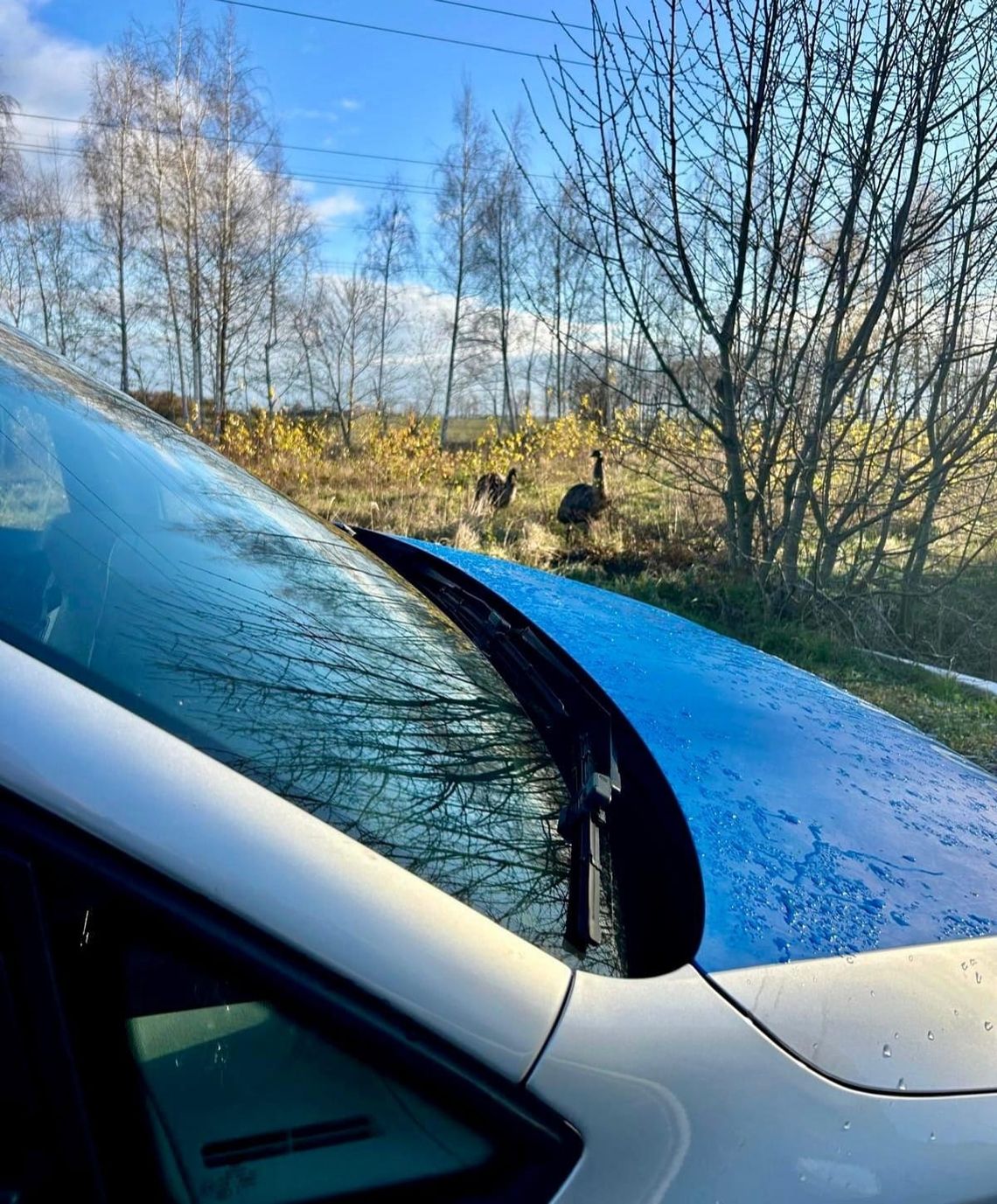 Strusie na spacerze… Interweniowała Policja