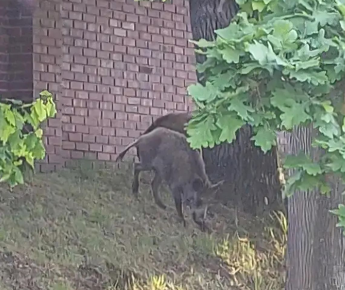 Uwaga! Dziki na terenie Nysy