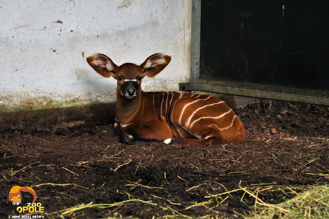 Wyjątkowe wyróżnienie opolskiego Zoo!