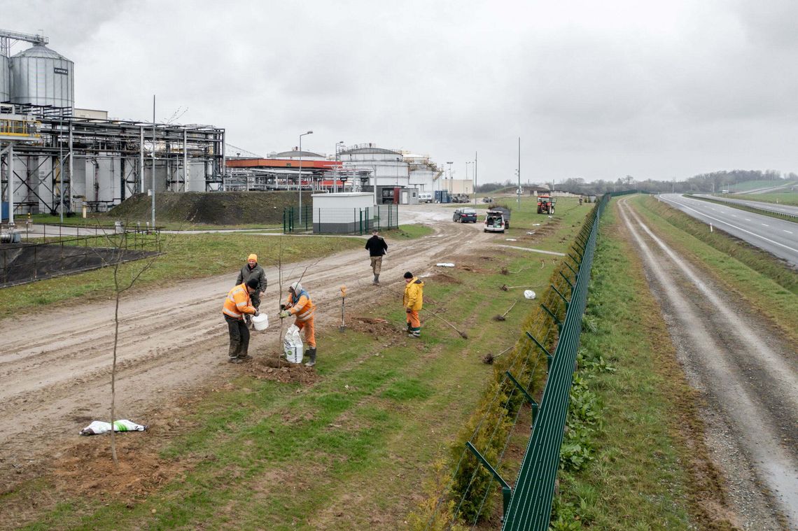 Z ekologią za pan brat. Bioagra znów prowadzi duże nasadzenia drzew